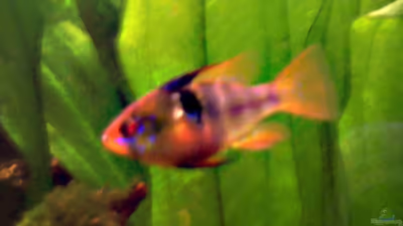 M. ramirezi von Alexander Schild (18)