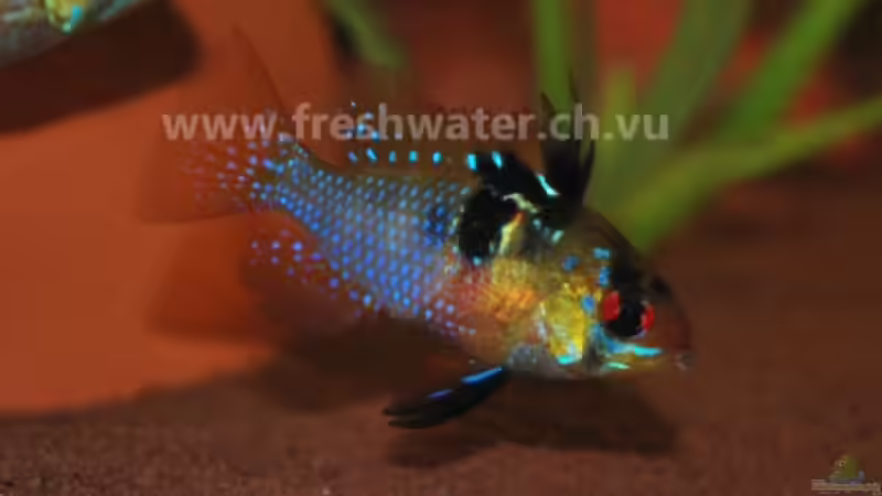 M. Ramirezi von Teh_D (22)