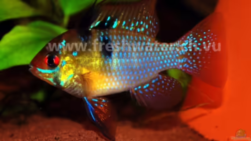 M. Ramirezi von Teh_D (23)