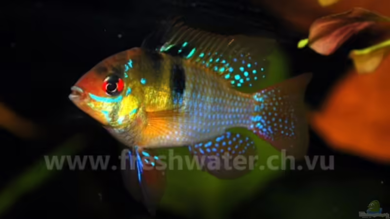 M. Ramirezi von Teh_D (24)