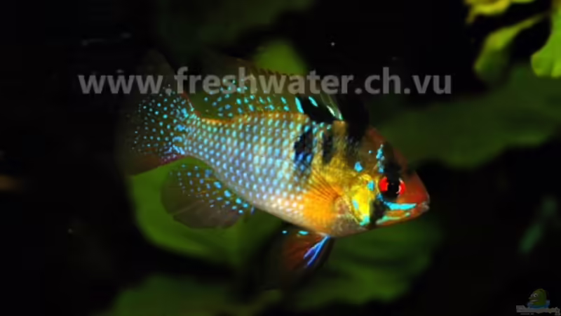 M. Ramirezi von Teh_D (25)