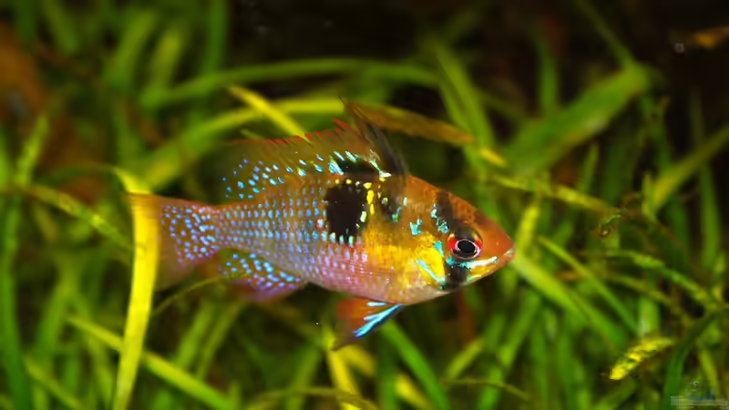 M. ramirezi Weibchen von diveman (34)