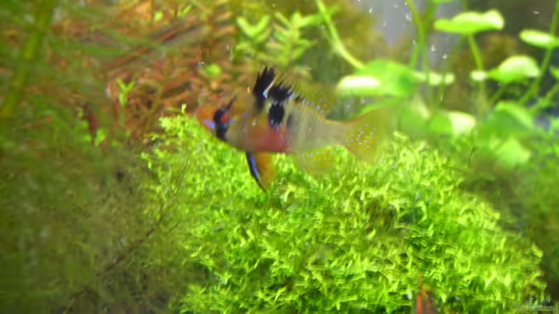 M. ramirezi Weibchen von Michael J. (9)