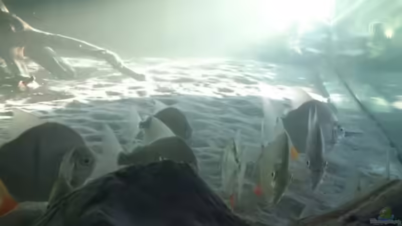 M. schomburgki von Christoph Ottacher (12)