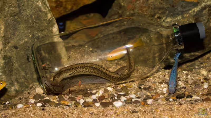 M. shiranus - Raubtierfütterung ...  von AjakAndi (50)