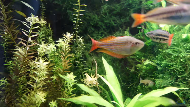 M. splendida Deep Water Creek von Christian S. (11)