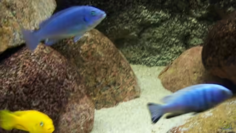 M.calainos oben,rechts Ps. kingsizei bock,links M.msobo magunga weibchen von Rene Sarink (20)