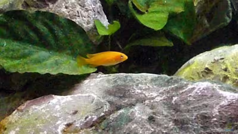 M.Johanni Nachwuchs von Malawis zu Verkaufen (10)