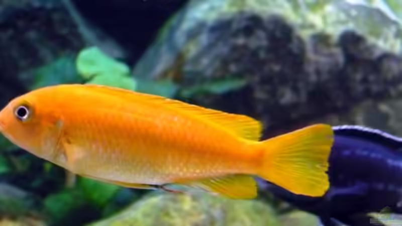 M.Johanni WF Weib 1 von Malawis zu Verkaufen (11)