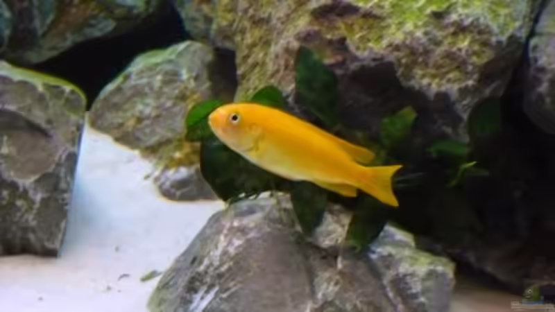 M.Johanni WF Weib 2 von Malawis zu Verkaufen (12)