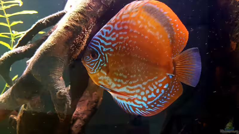 M mit Gelege von Patrick G (18)