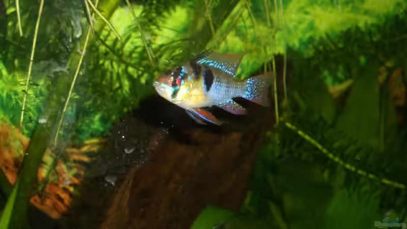 M.Ramirezi von VeLa (5)