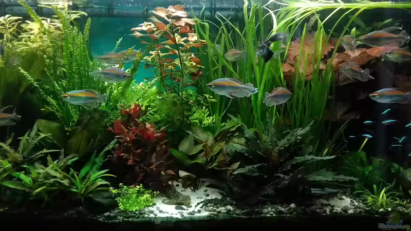 M von Grünhexe (36)