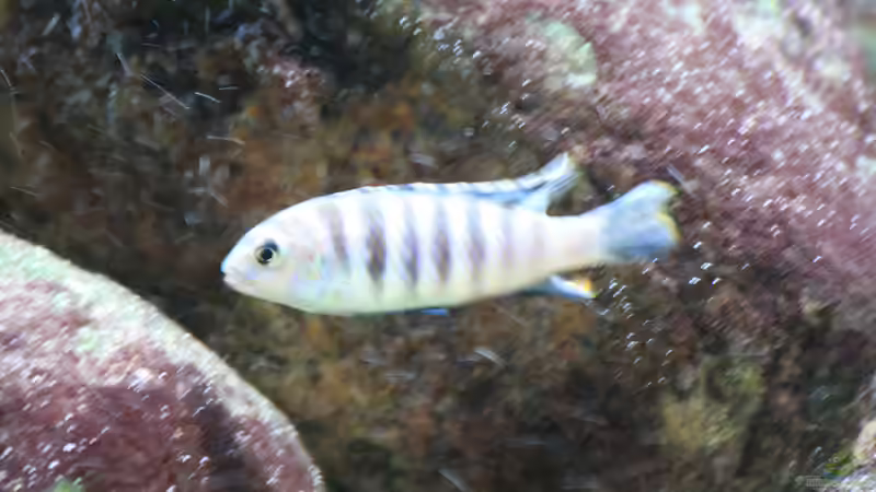 M wird erwachsen von aquariumwelt (20)