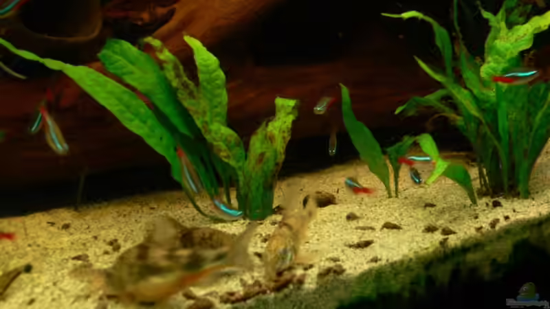 M40 von Lexterpower (10)