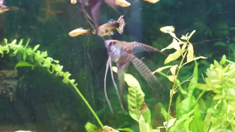 maanvissen von Jarno Wilens (18)