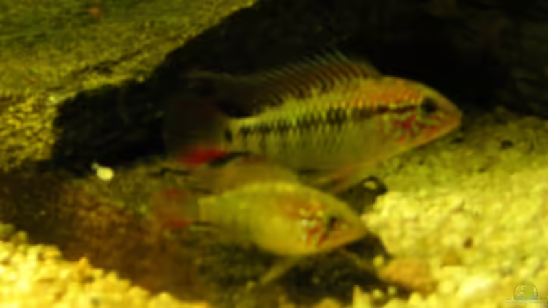 Mac-Männchen und Tarnmännchen von Thomas Gläsel (9)