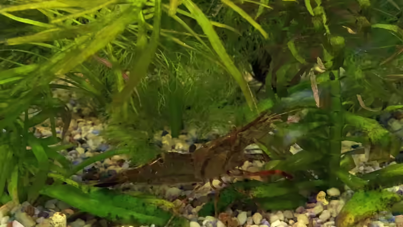 Machrobrachium assamense von H.T. (28)