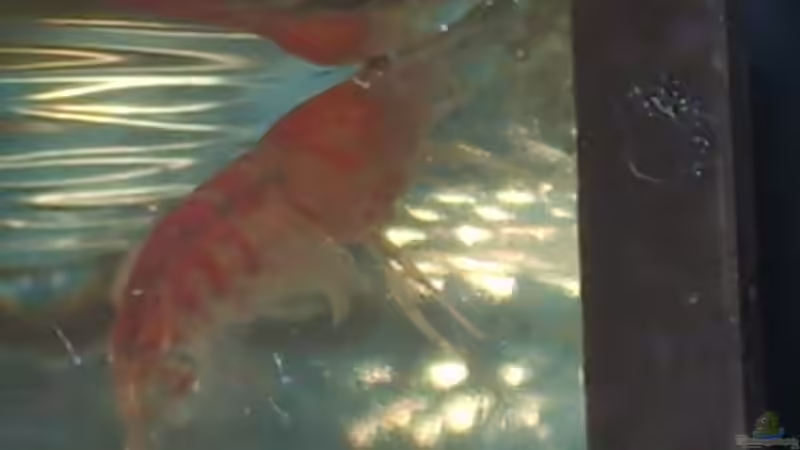 macht grad den Freischwimmer von Matthias Söldner (5)