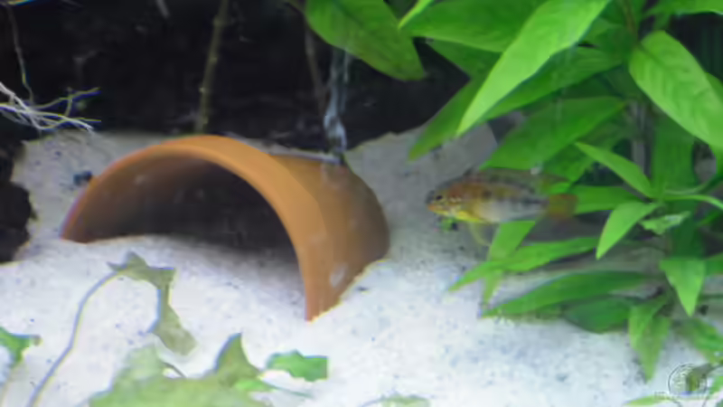 Macmasteri haben gelaicht