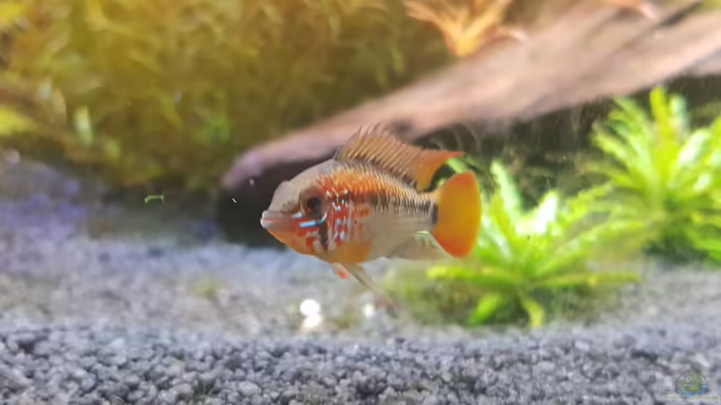 Macmasteri Männchen von Tabu (19)