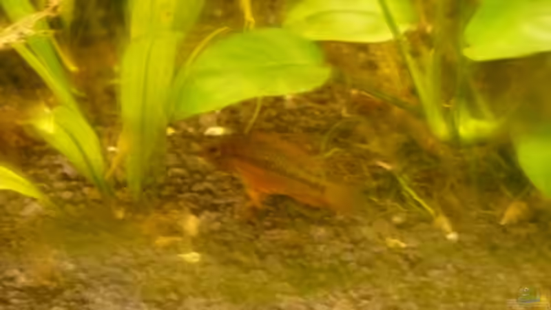 Macmasteri Weibchen (Bilder besserer Qualität folgen)) von Zwergbuntbarschfan (18)