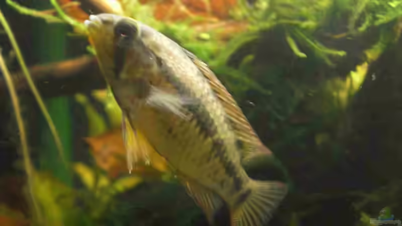 Macmasteri Weibchen von CPeters (8)