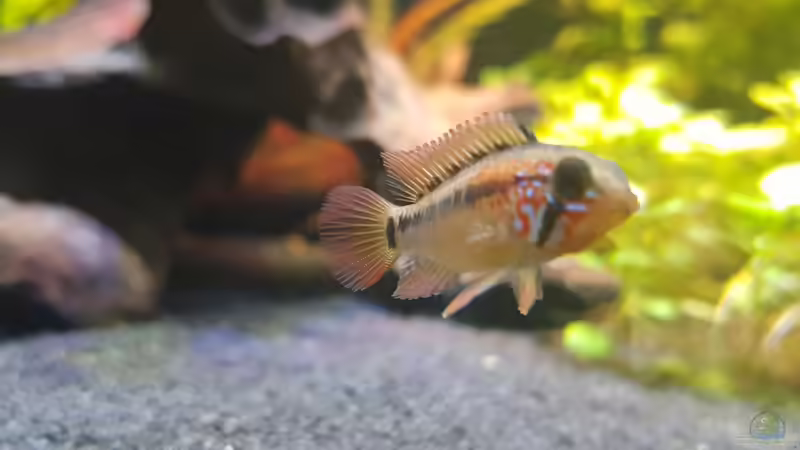 Macmasteri Weibchen von Tabu (18)