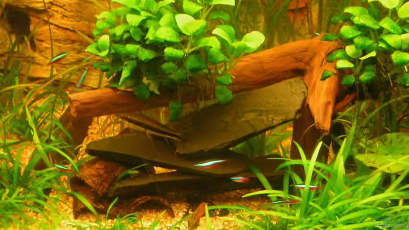 Macmasteris Revier von Daniel Schad (4)