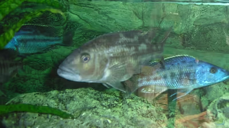 Macro...Fusco...Nigriventer von Toelz (17)