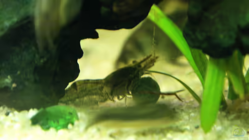 Aquarien mit Großarmgarnelen-Arten (Macrobrachium)