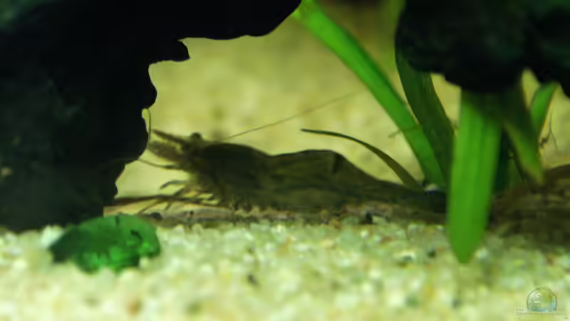 Aquarien mit Großarmgarnelen-Arten (Macrobrachium)