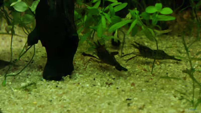 Aquarien mit Großarmgarnelen-Arten (Macrobrachium)