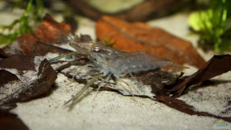 Macrobrachium von Koehler (58)