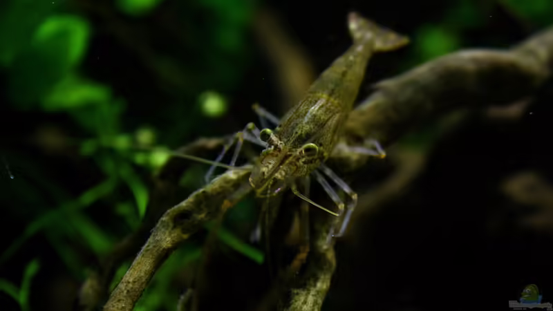 Macrobrachium von Koehler (59)