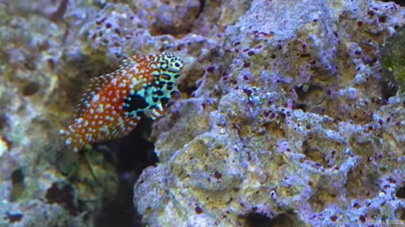 Macropharyngodon bipartitus - Diamant-Lippfisch  von OldFriend (32)