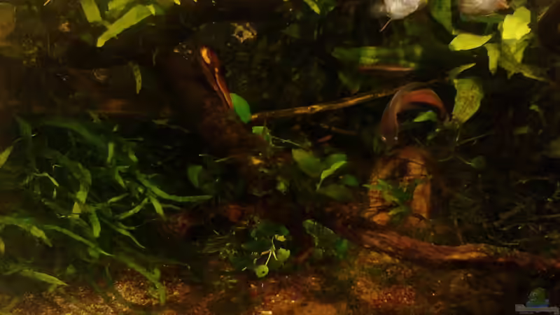 Macropoden von Wasserstern ALK (9)