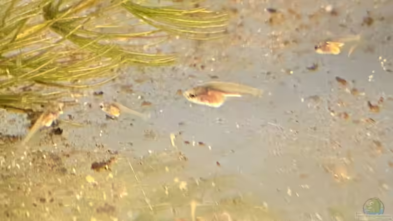 Macropodus ocellatus im Aquarium oder Teich (Einrichtungsbeispiele für Rundschwanz-Makropoden)