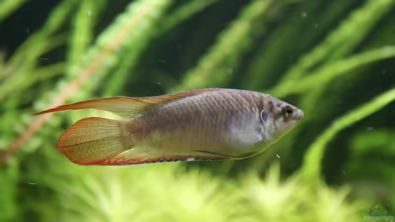 Macropodus ocellatus im Aquarium oder Teich (Einrichtungsbeispiele für Rundschwanz-Makropoden)