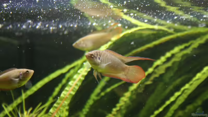 Macropodus ocellatus im Aquarium oder Teich (Einrichtungsbeispiele für Rundschwanz-Makropoden)