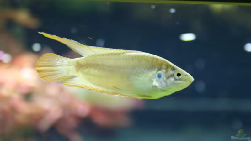 Macropodus ocellatus ´Wuxi´ Rundschwanzmakropode März 2022 von Susanne Axt (12)