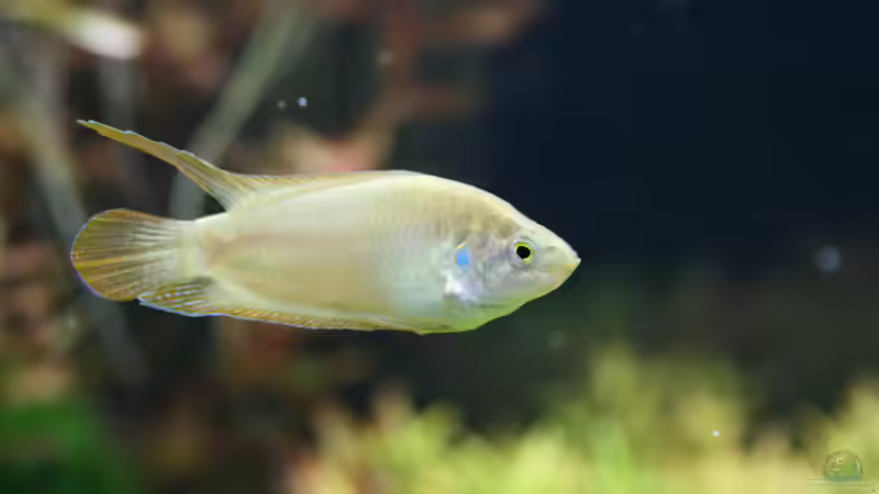 Macropodus ocellatus ´Wuxi´ Rundschwanzmakropode März 2022 von Susanne Axt (14)