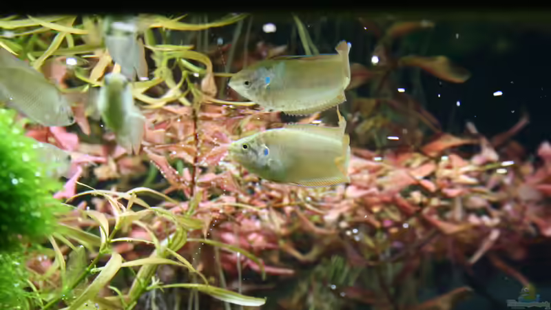 Macropodus ocellatus im Aquarium oder Teich (Einrichtungsbeispiele für Rundschwanz-Makropoden)
