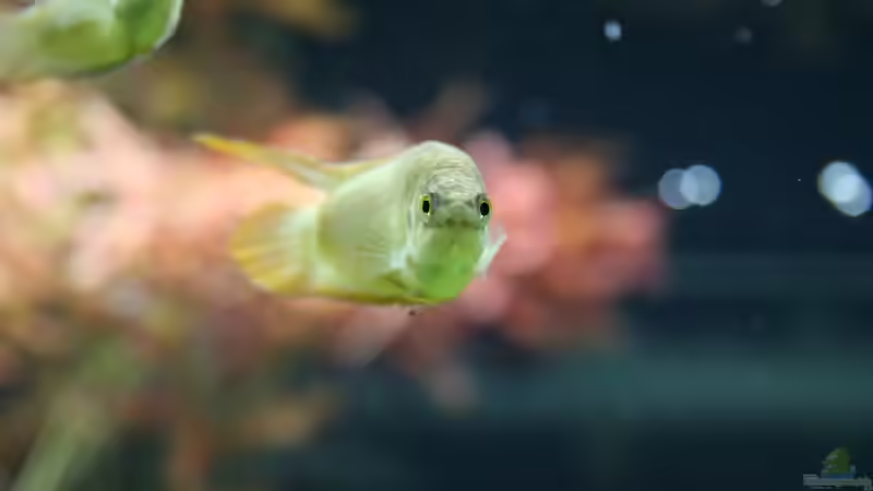 Macropodus ocellatus im Aquarium oder Teich (Einrichtungsbeispiele für Rundschwanz-Makropoden)