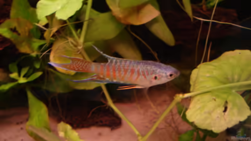 Macropodus opercularis von Hendrik (3)