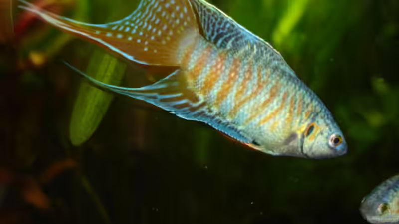 Macropodus opercularis von Hendrik (7)