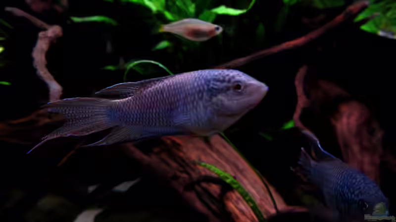 Macropodus spechti von wsc (8)