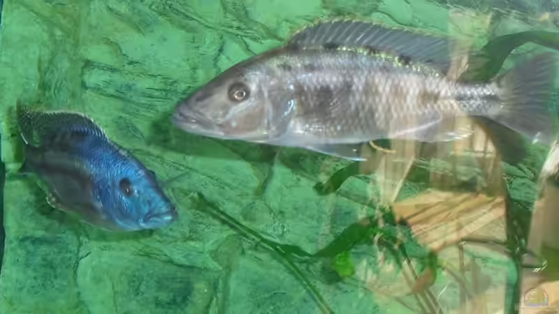 Macrostoma Bock....Nigriventer Weib von Toelz (19)