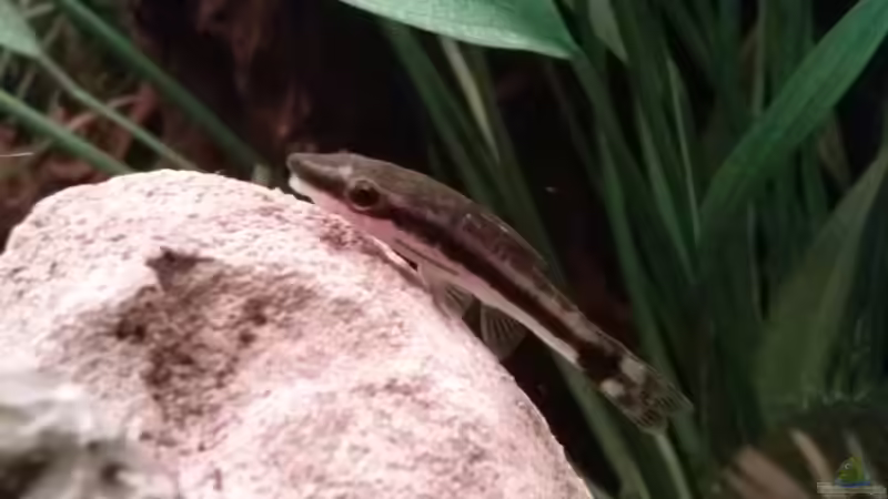 Macrotocinclus affinis von FleXx0 (36)