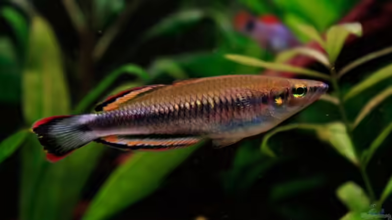 Madagaskar ??hrenfisch von blubba123 (12)